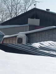 Columba livia domestica