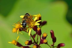 Eristalis similis