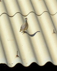 Ammoperdix griseogularis