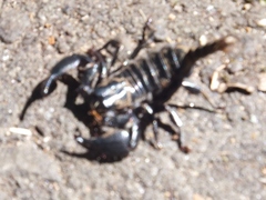 Srilankametrus indus