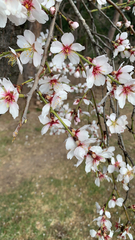 Prunus amygdalus