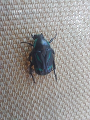 Chlorobapta frontalis