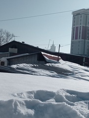 Columba livia domestica
