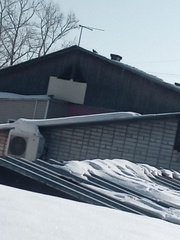 Columba livia domestica