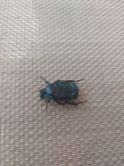 Chlorobapta frontalis