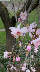 Prunus amygdalus