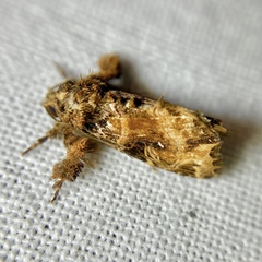 Callopistria rivularis