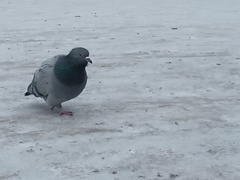 Columba livia domestica