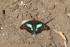 Doxocopa laurentia cherubina