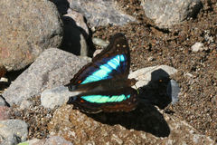 Doxocopa laurentia cherubina
