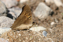 Doxocopa laurentia cherubina