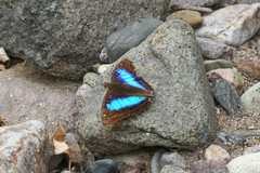 Doxocopa laurentia cherubina
