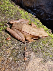 Indosylvirana magna