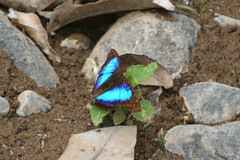 Doxocopa laurentia cherubina