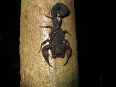Tityus metuendus