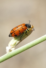 Hycleus duodecimpunctatus