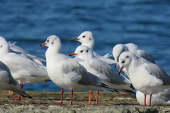 Chroicocephalus ridibundus