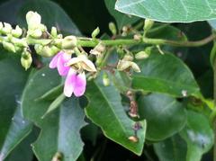 Dipogon lignosus