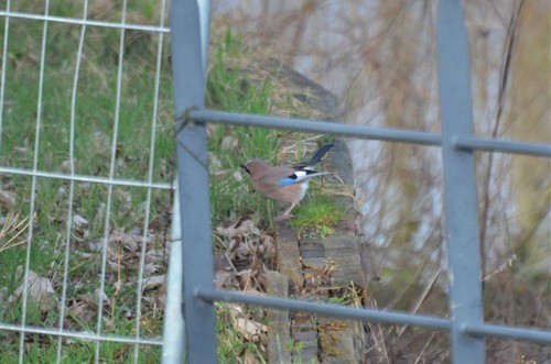 Eurasian Jay, Nijmegen-Oost, Nijmegen, Niederlande, photo 6 of 10