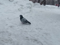Columba livia domestica