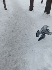 Columba livia domestica