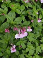 Impatiens maculata