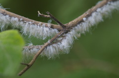 Prociphilus xylostei