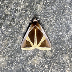 Agamana conjungens