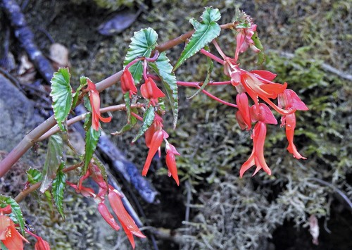 Bégonia de Bolivie 4