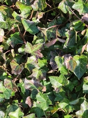 Hedera helix