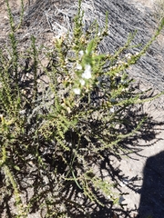 Junellia seriphioides