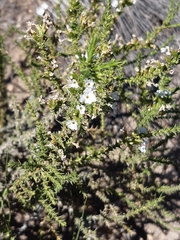 Junellia seriphioides