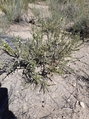 Junellia seriphioides