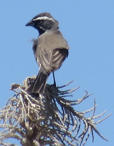 Black-throated Sparrow