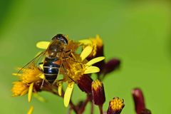 Eristalis similis