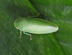 Hamana