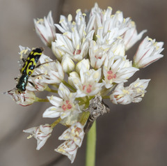 Allium lacunosum