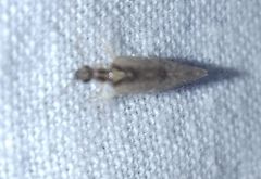 Sympherobius pygmaeus