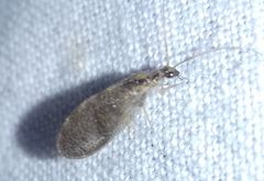 Sympherobius pygmaeus