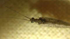 Sympherobius pygmaeus