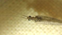 Sympherobius pygmaeus