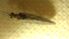 Sympherobius pygmaeus