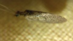 Sympherobius pygmaeus