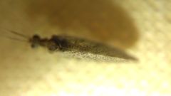 Sympherobius pygmaeus