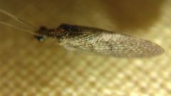 Sympherobius pygmaeus