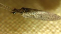 Sympherobius pygmaeus