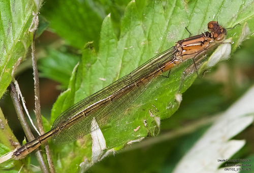 Swift Forktail photo 2