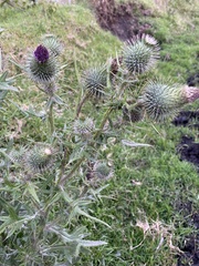 Cirsium vulgare
