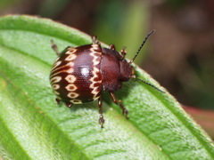 Platyphora fulvicornis