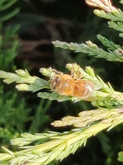Apis mellifera